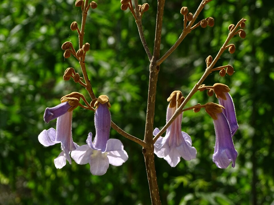 Spring purple flowers nature