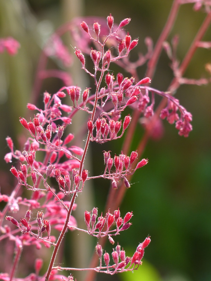 Red laminated silberglöckchen pink bloom