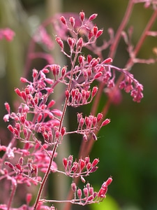 Red laminated silberglöckchen pink bloom
