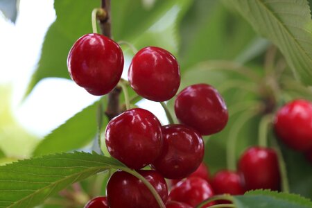 Cherry leaves green