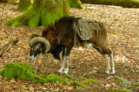 Mammal fauna nature
