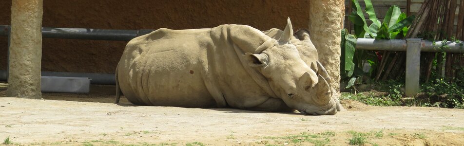 Fauna rhino animal photo