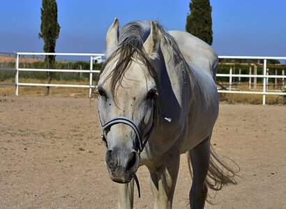 Equine head animal horse looks
