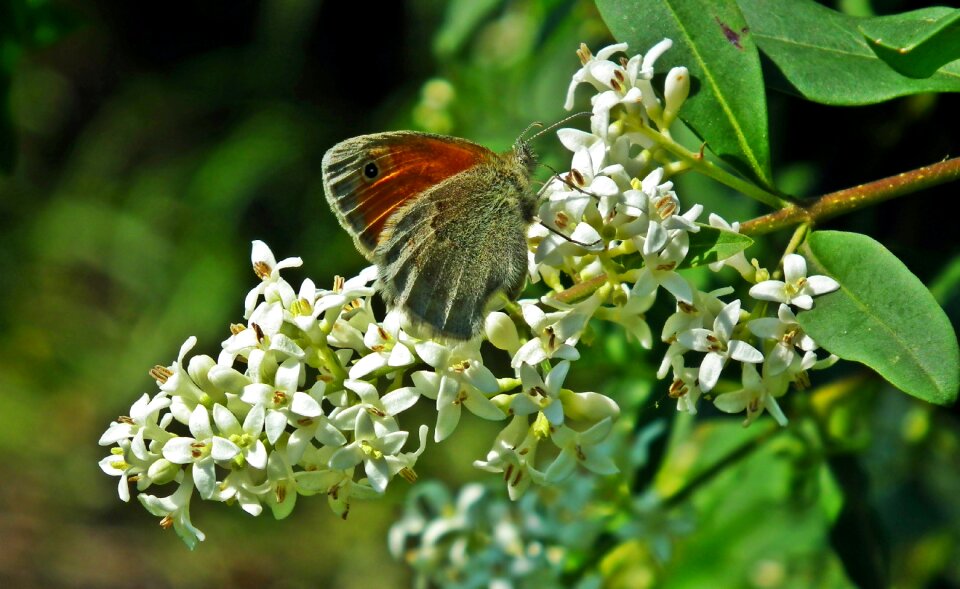 Nature spring insect