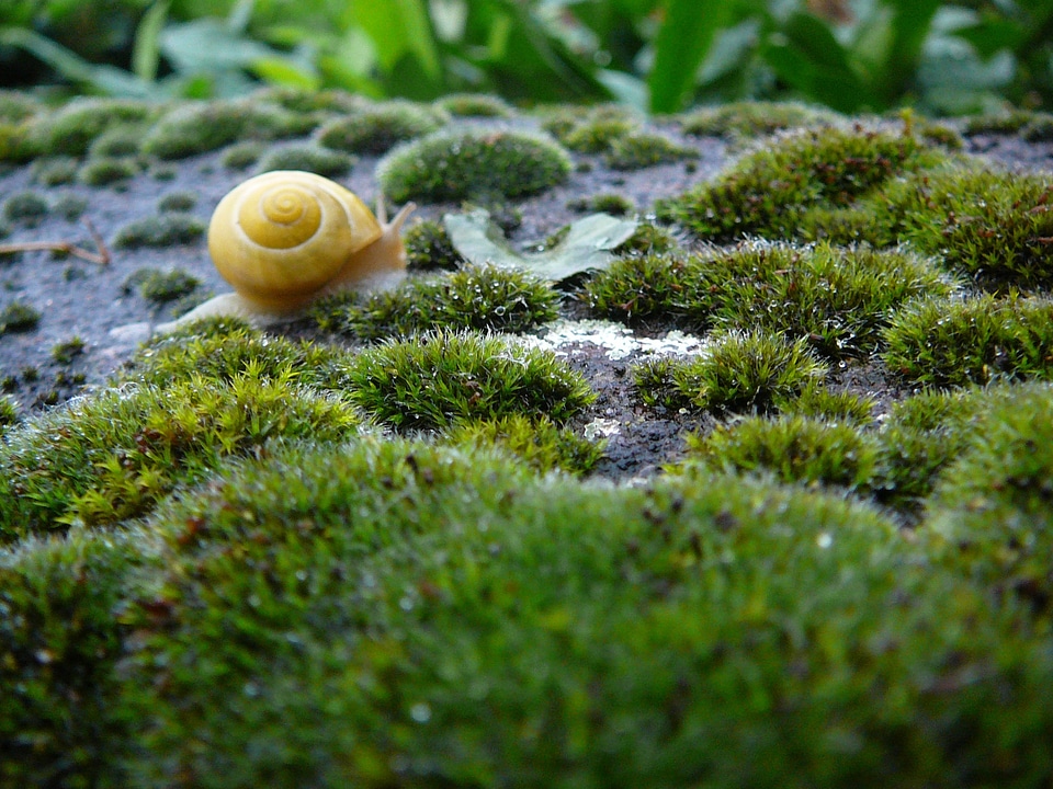 Wet rain snail shells