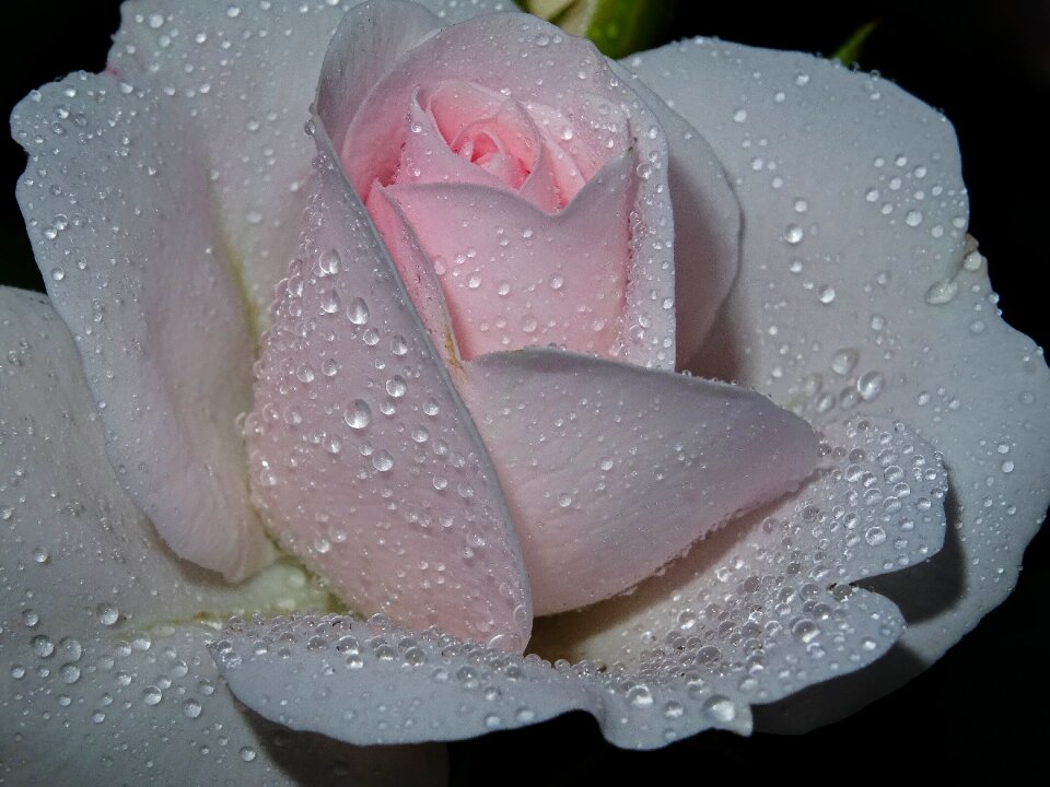 Passionately blossom bloom