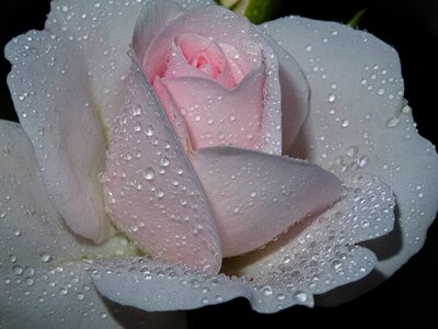 Passionately blossom bloom