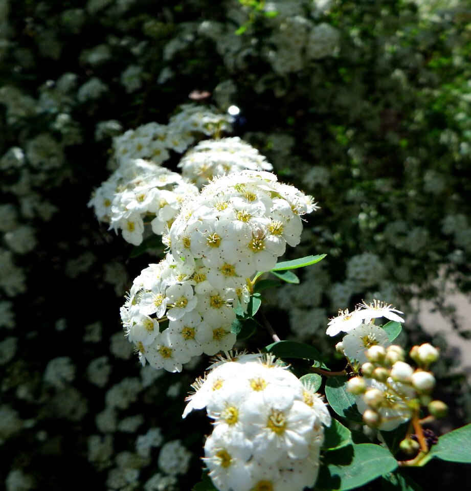 Blossom bloom spring