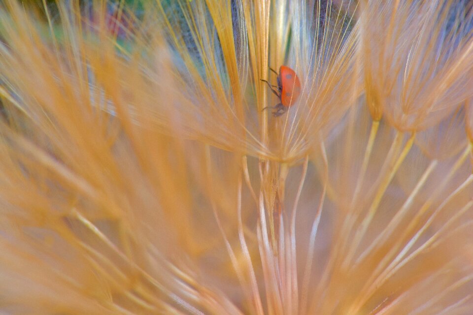 Ladybug nature macro
