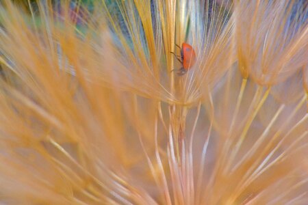 Ladybug nature macro photo