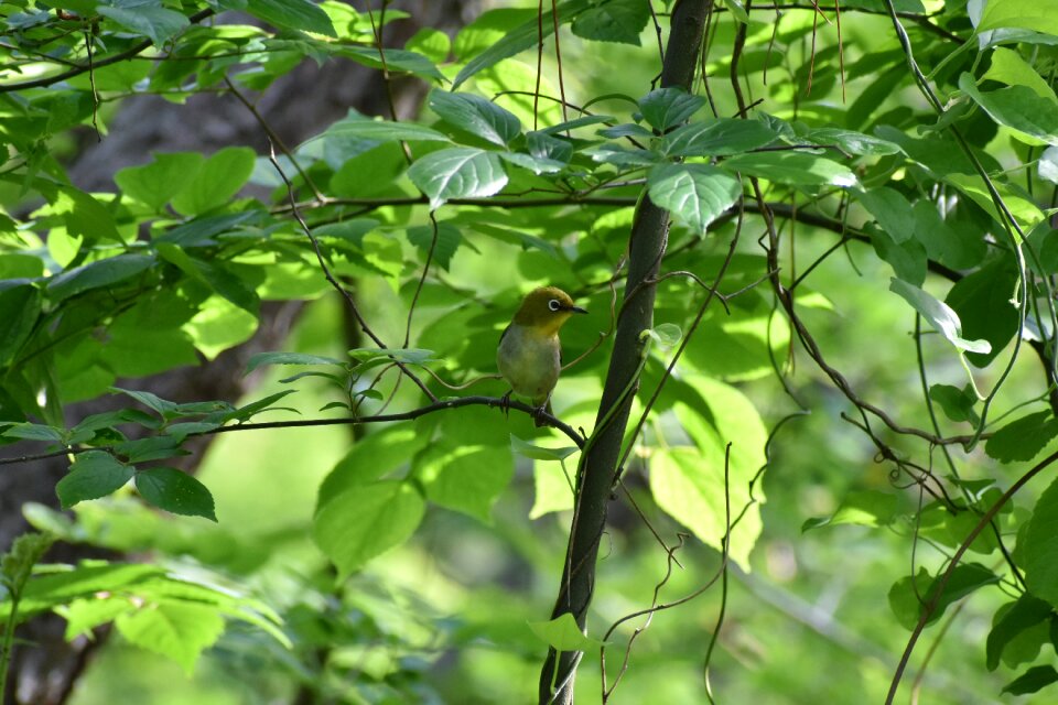 Green bird wild birds