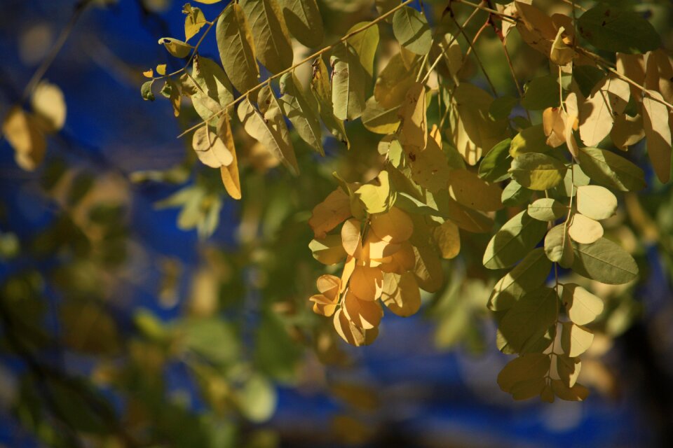 Leaves light