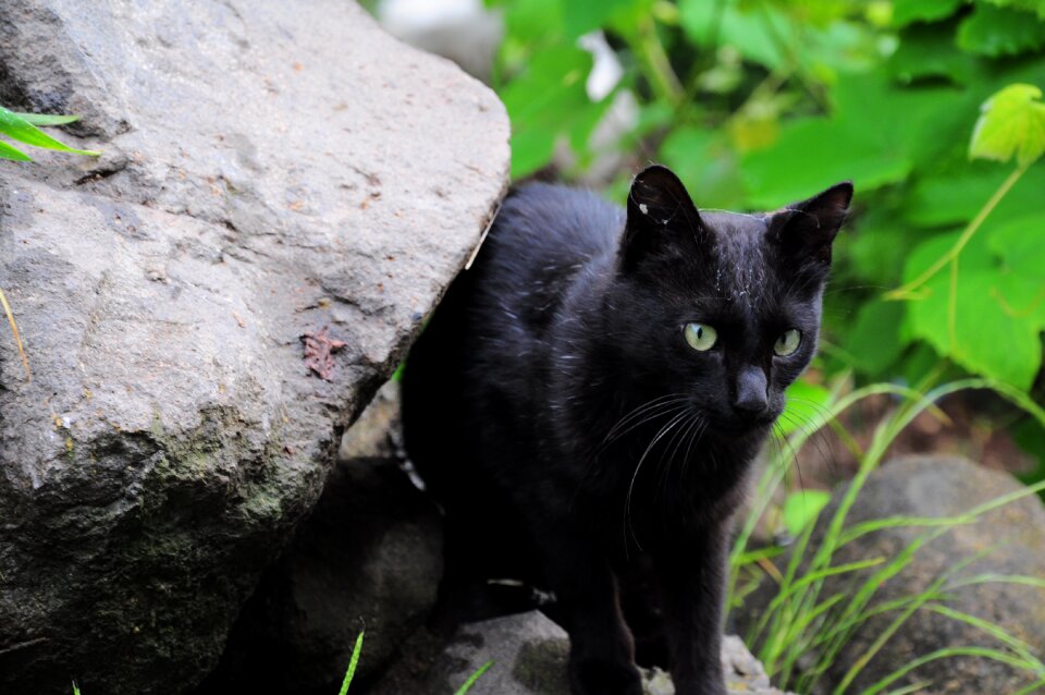 Kitty animal animals