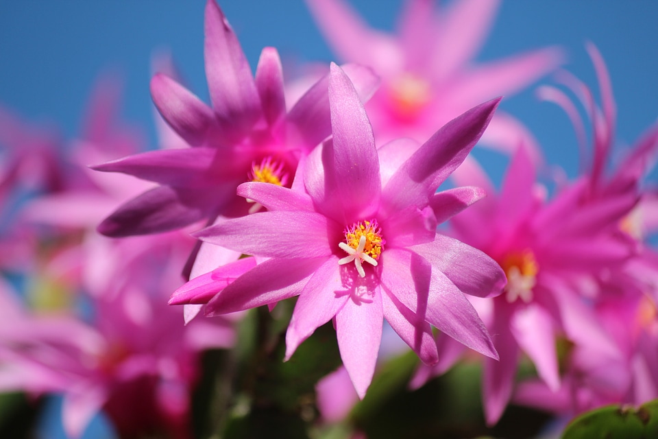 Blossoms pink cactus