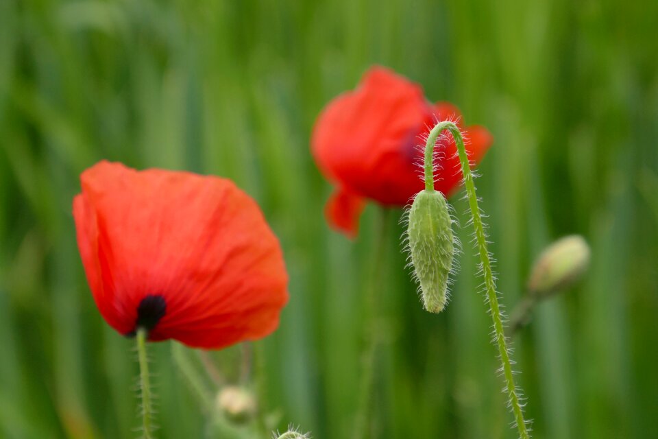 Poppy flower klatschmohn red