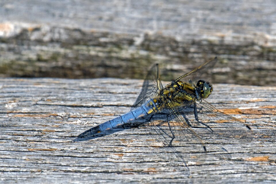 Sailing dragonfly dragonfly close up