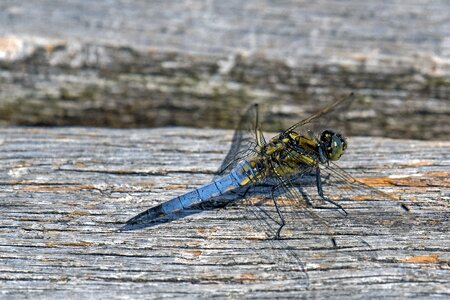 Sailing dragonfly dragonfly close up photo