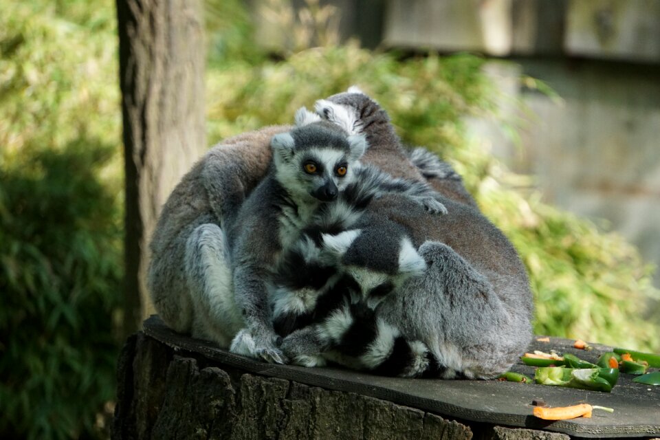 Animals nature zoo