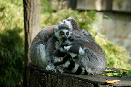Animals nature zoo