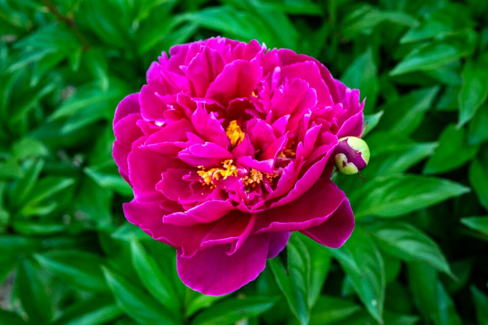 Bud flower spring