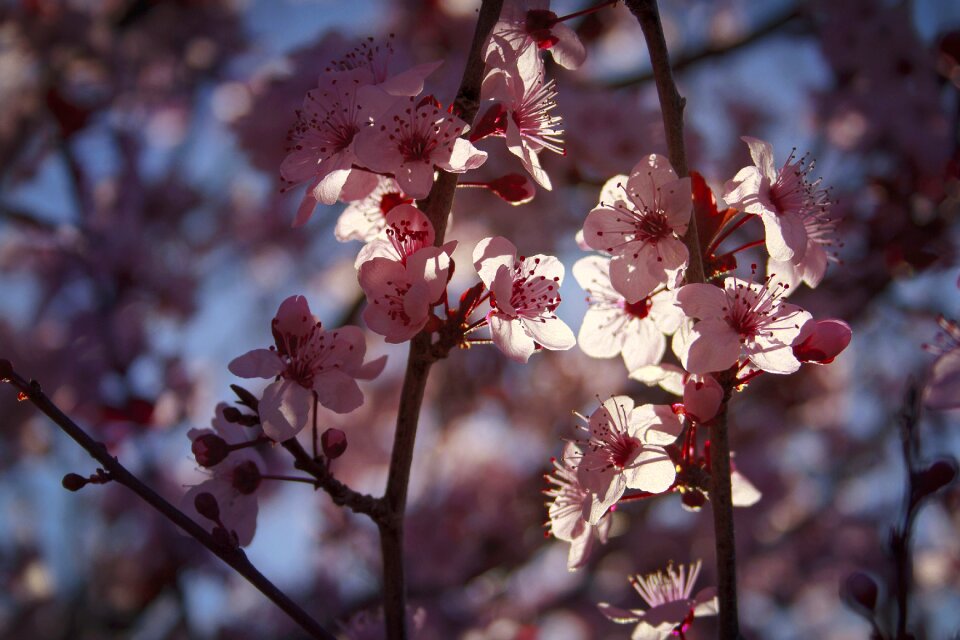 Plum spring living nature