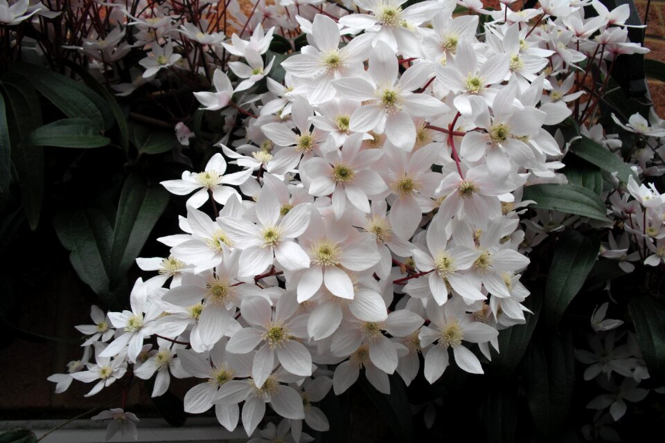 Evergreen blooms pretty