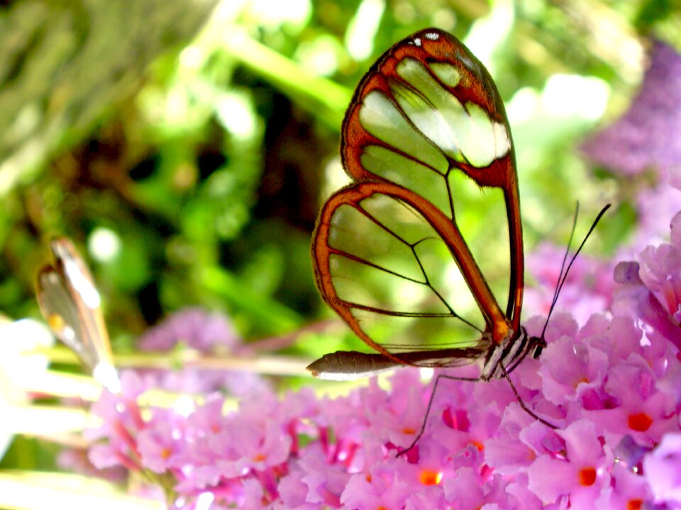 Fauna nature beauty