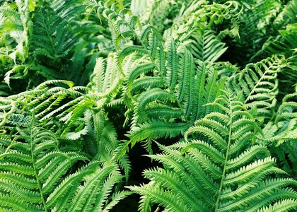 Nature foliage green