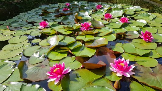 Bloom water nature