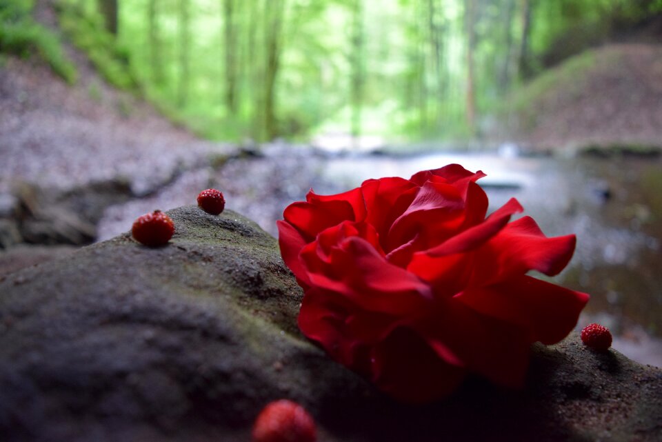 Water rose bloom red rose