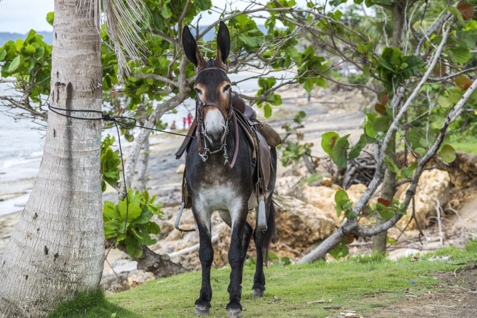 Sea donkey