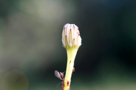 Spring macro button