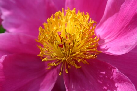 Double flower pink peony blossom photo