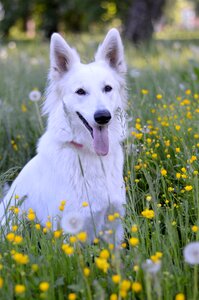 Grass pet white shepherd photo