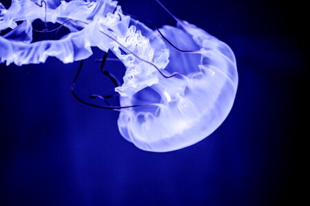 Animal marine medusa photo