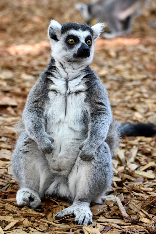 Zoo lemur Free photos