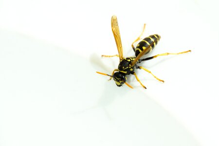 Close up peaceful wasps field wasp