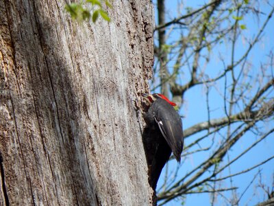 Wildlife virginia bird photo