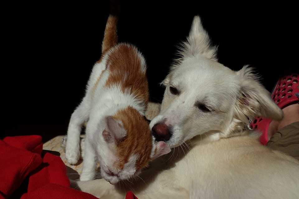 Cute together kitten