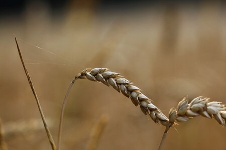 Wheat field cereals agriculture photo