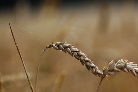 Wheat field cereals agriculture