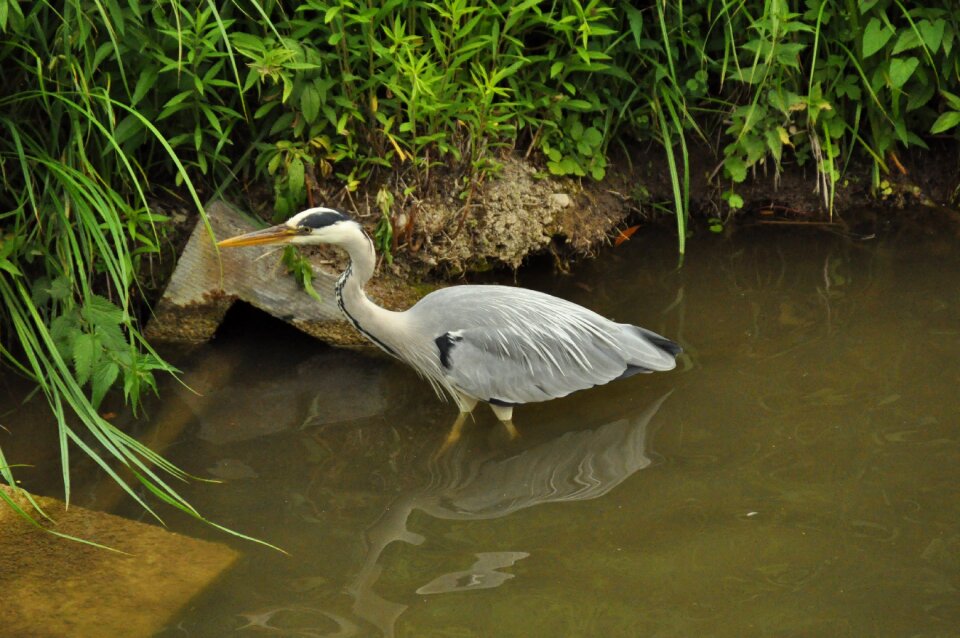 Heron animal world water