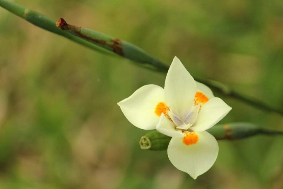 Nature garden spring