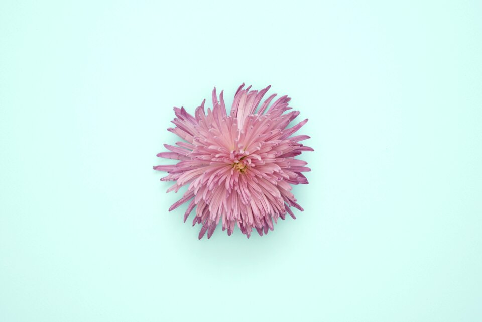 Summer blossom bright