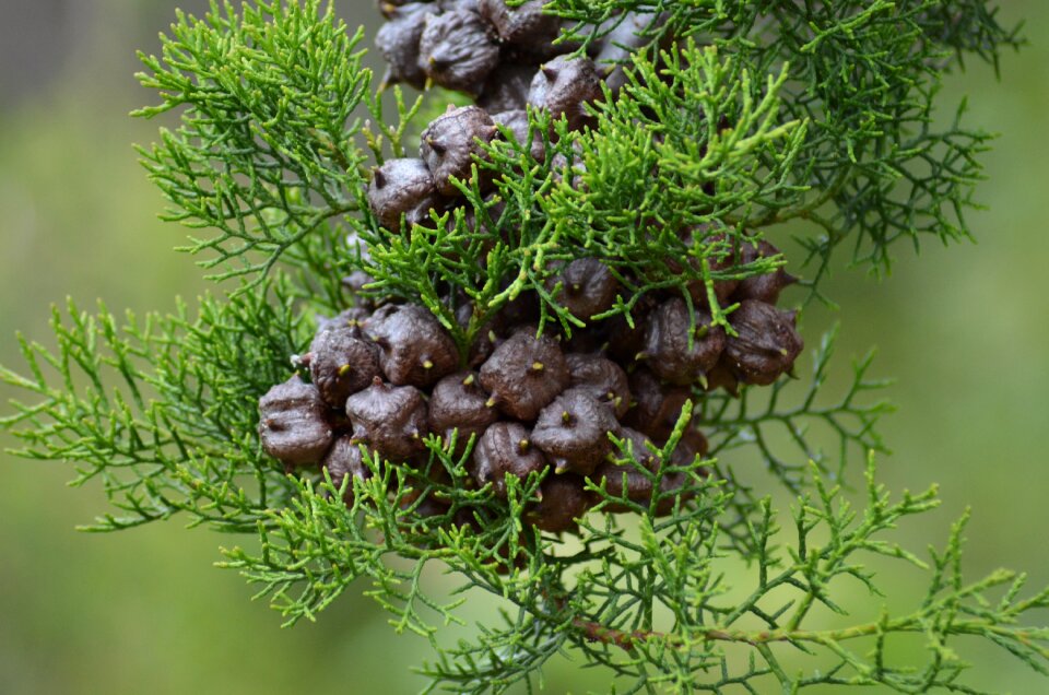 Green moss blossom