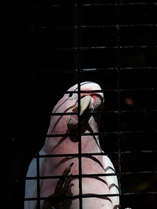 Captivity cage grid photo