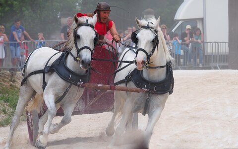 Festival medieval horses