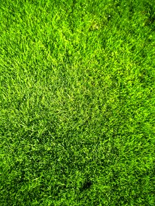 Grass lawn green photo