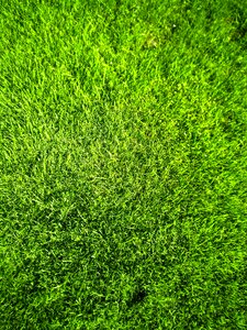 Grass lawn green