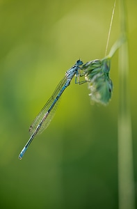 Nature blue macro photo